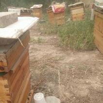 野山花蜂蜜2斤