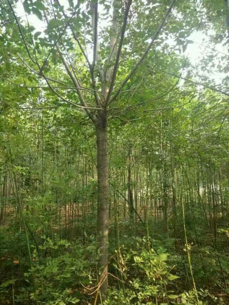 黄山栾树10~12cm20cm以上4米以上