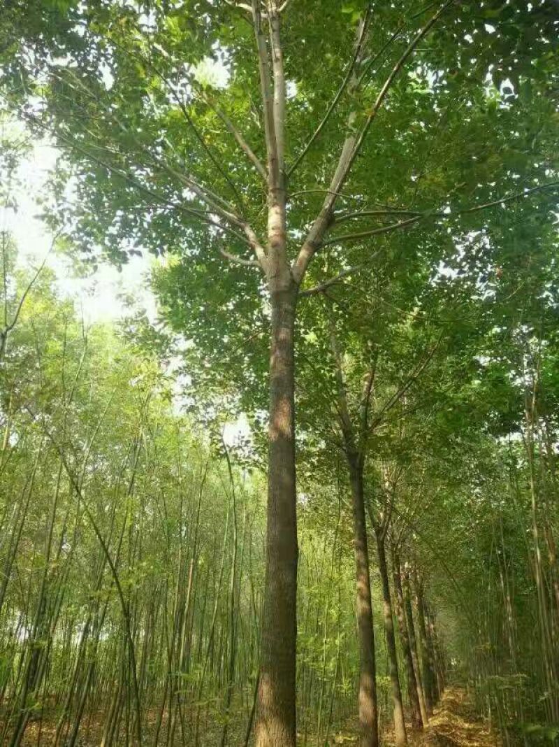 黄山栾树14~16cm20cm以上4米以上