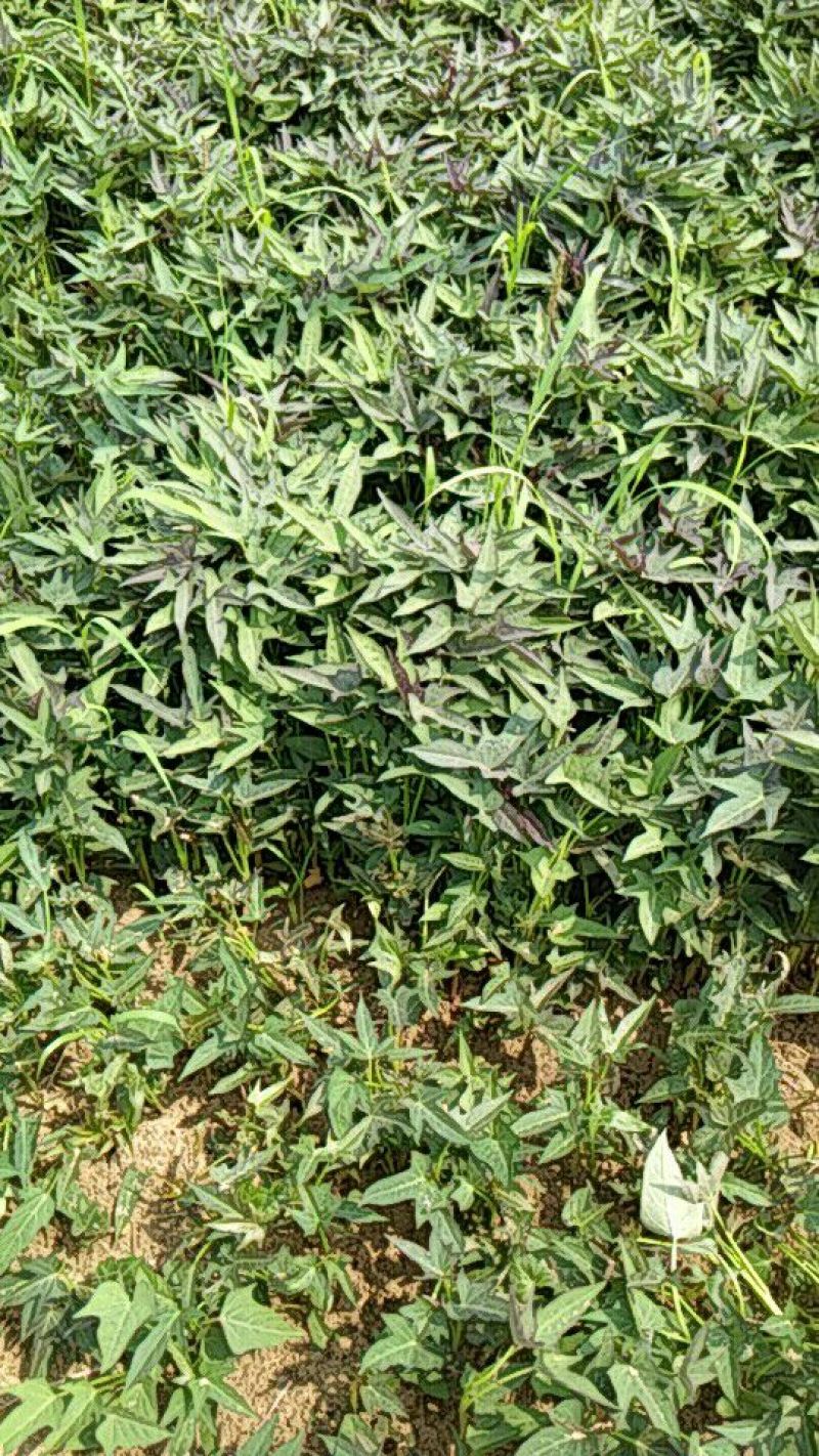 脱毒红薯苗地瓜苗山芋苗蜜薯红薯苗，西瓜蜜龙薯9