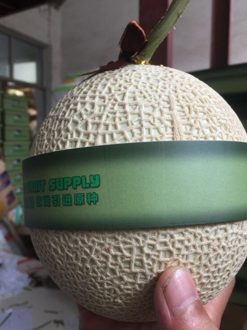 网纹瓜