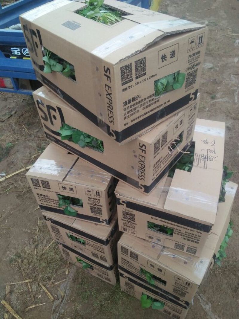 脱毒红薯苗地瓜苗山芋苗蜜薯红薯苗，西瓜蜜龙薯9