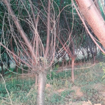 山桃树