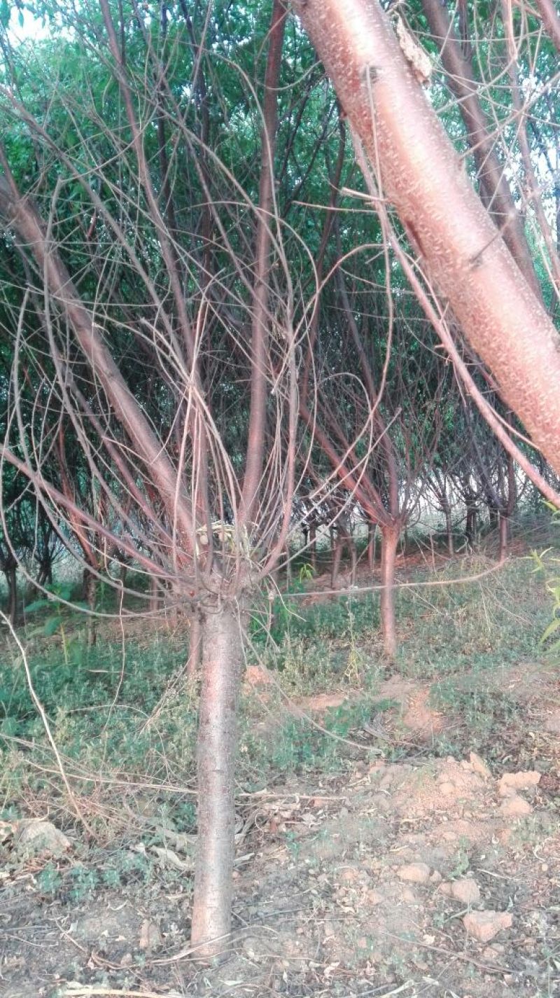 山桃树