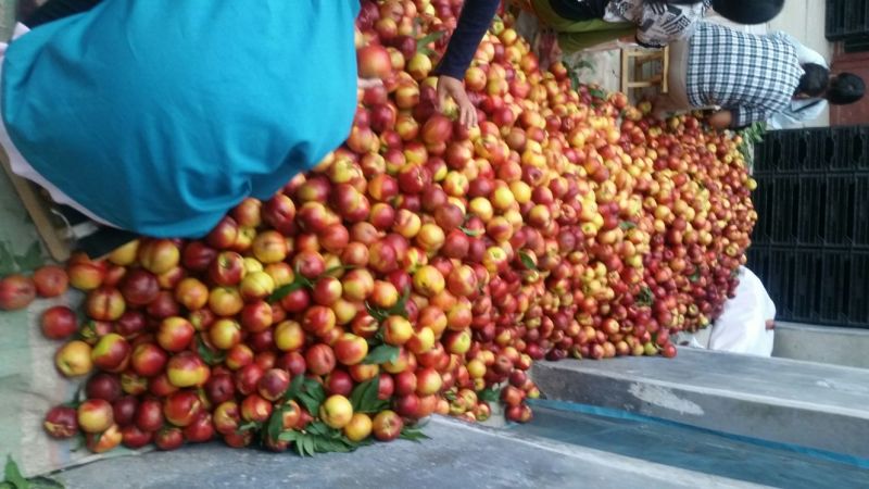 中油4号油桃露天油桃量大油桃主产区中油四号