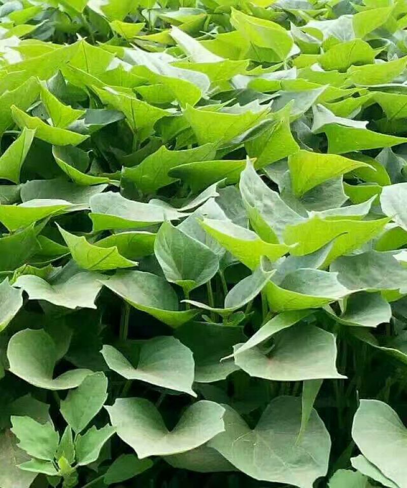 脱毒原种红薯苗白哈密糖稀蜜薯西瓜蜜榴莲蜜薯紫薯