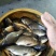 鲫鱼食用