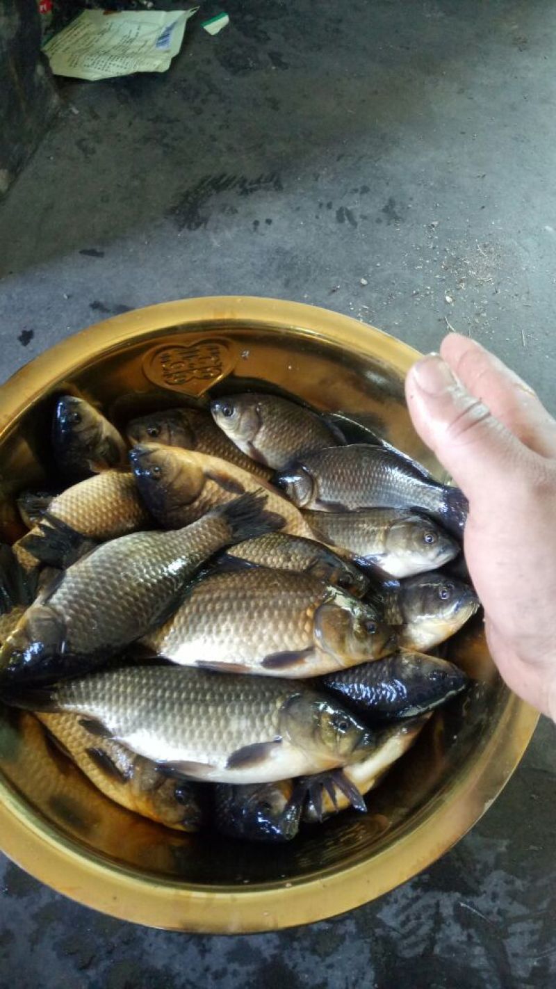 鲫鱼食用