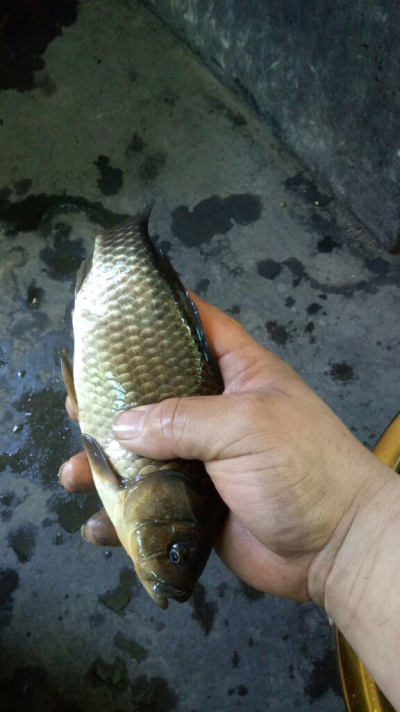 鲫鱼食用