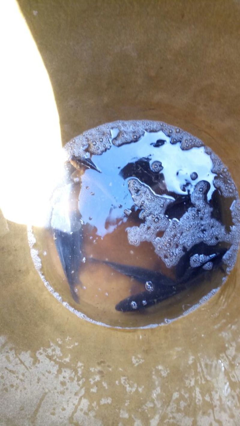 鲫鱼食用