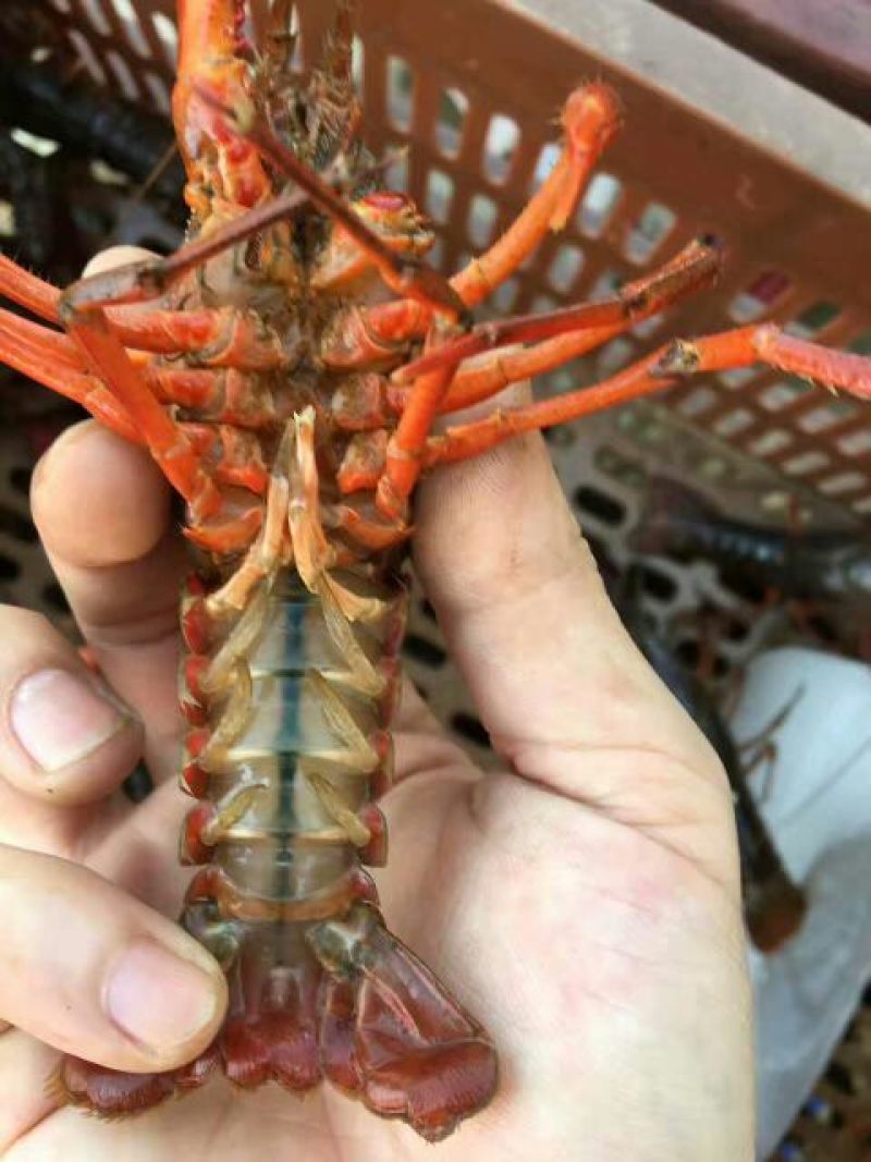 小龙虾食用6~8钱活虾小龙虾主养