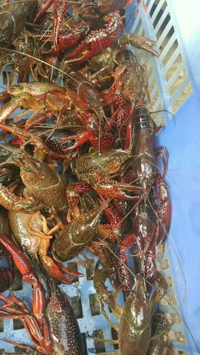 小龙虾食用6~8钱活虾小龙虾主养