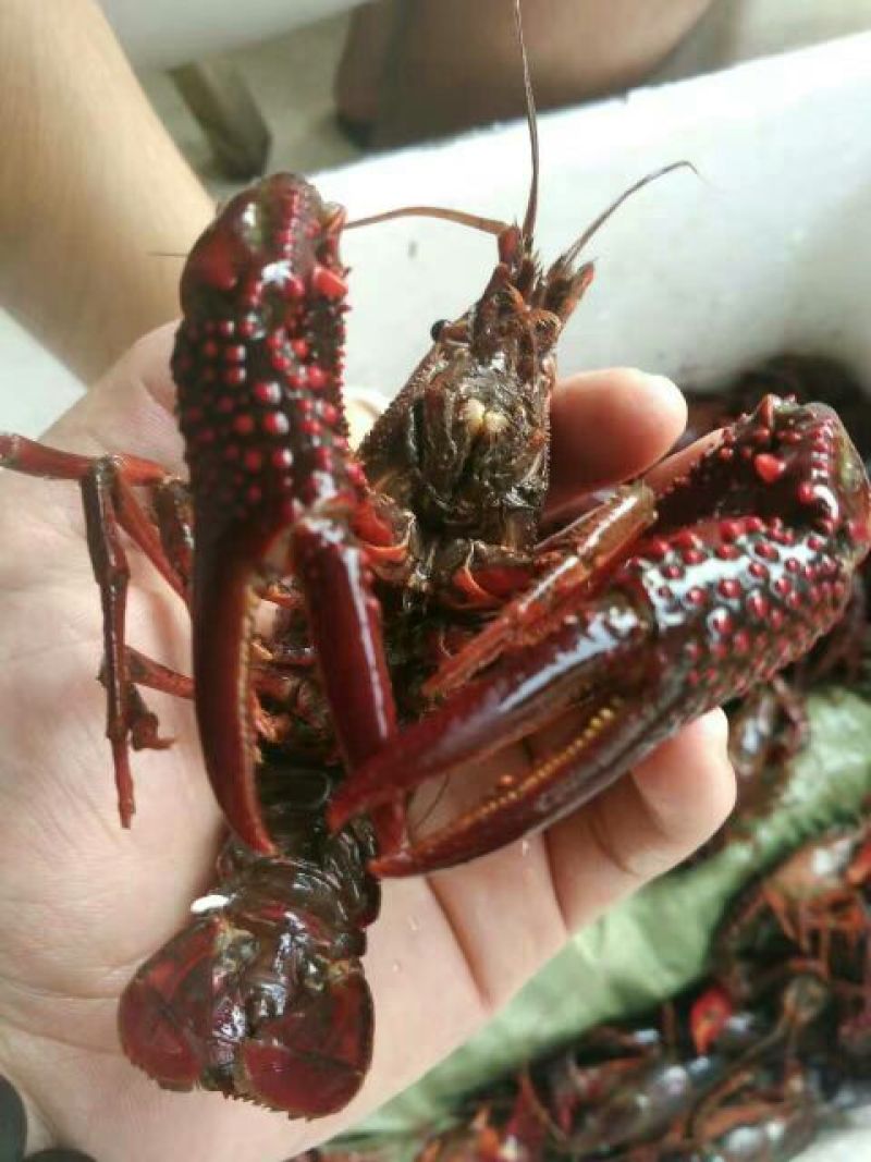 小龙虾食用6~8钱活虾小龙虾主养