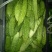 苦瓜2两以上