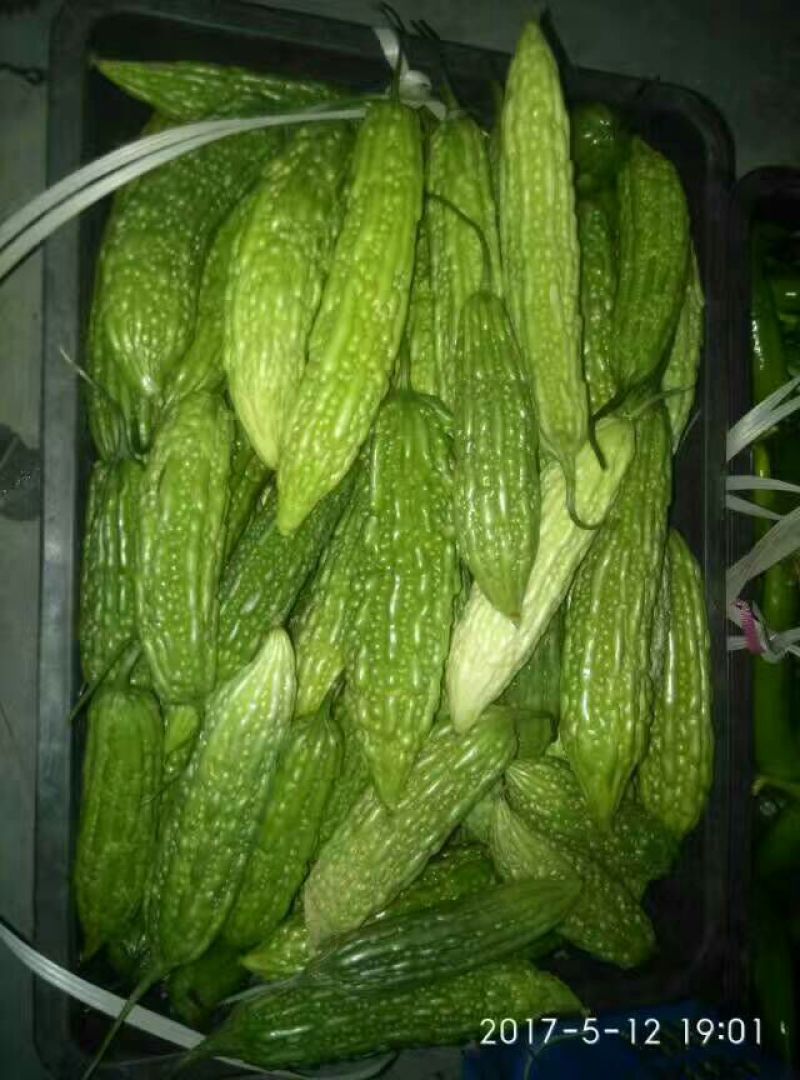 苦瓜2两以上