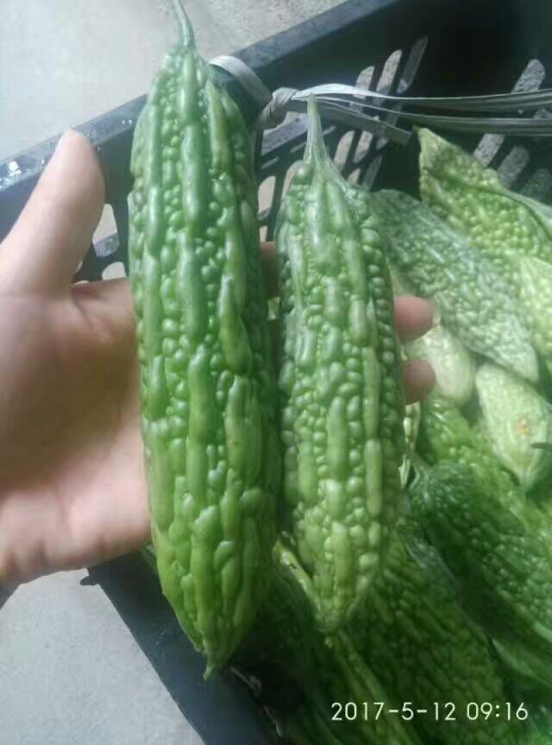 苦瓜2两以上