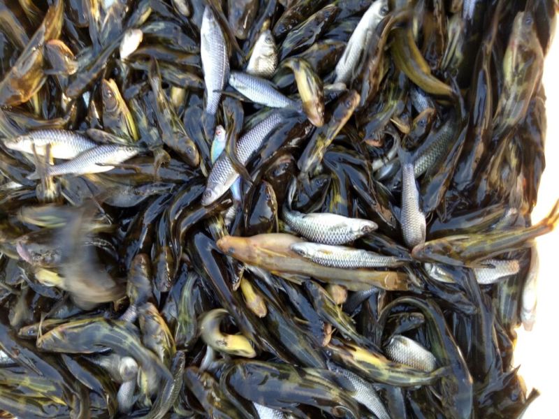 黄颡鱼苗