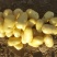 荷兰十五土豆2两到4两