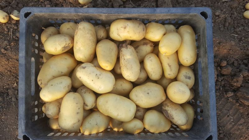 荷兰十五土豆2两到4两