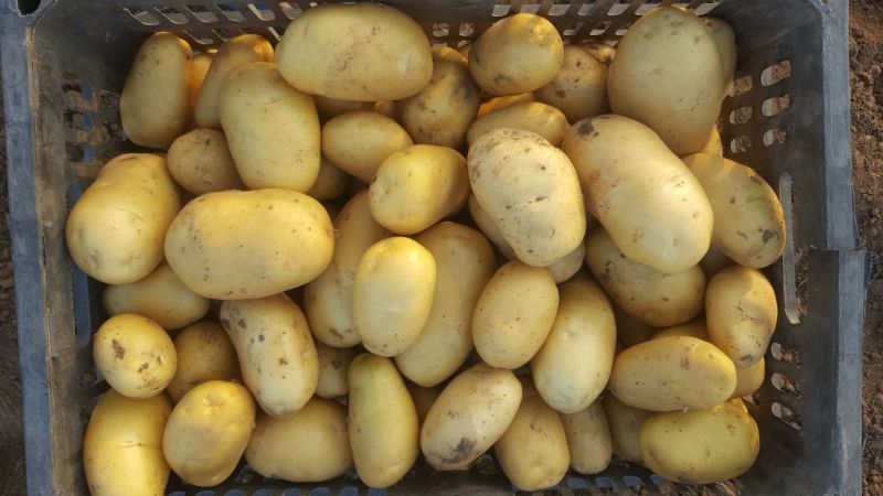 荷兰十五土豆2两到4两