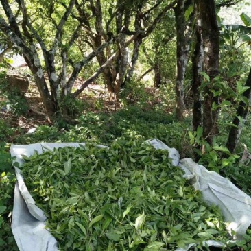 普洱茶