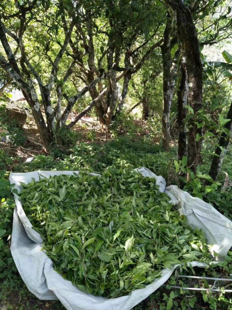 普洱茶