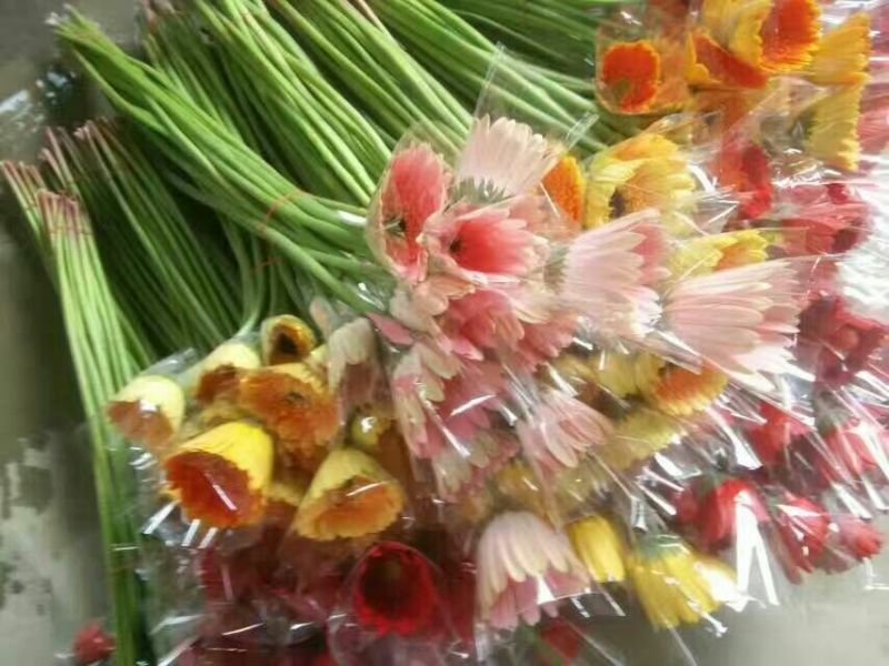 非洲菊鲜切花