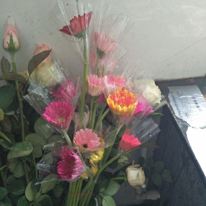 非洲菊鲜切花
