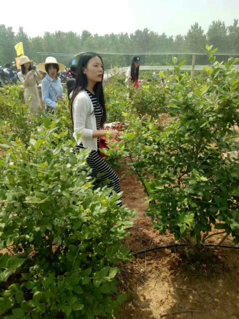 蓝莓奥尼儿布里吉塔