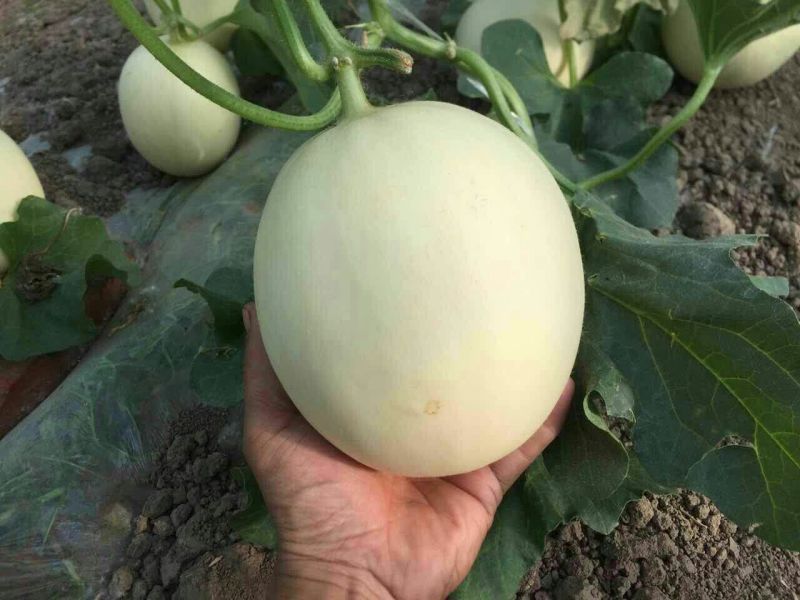 东方蜜1号甜瓜通货1.5斤以上