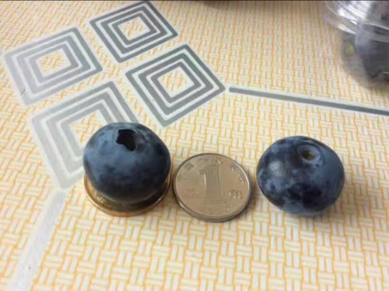 蓝莓