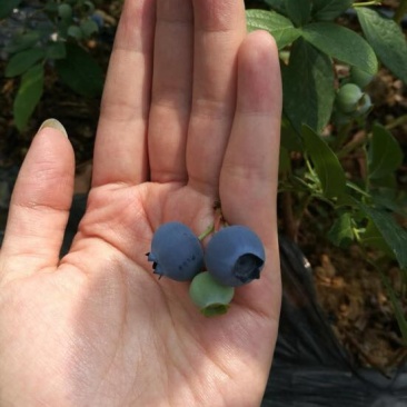 蓝莓