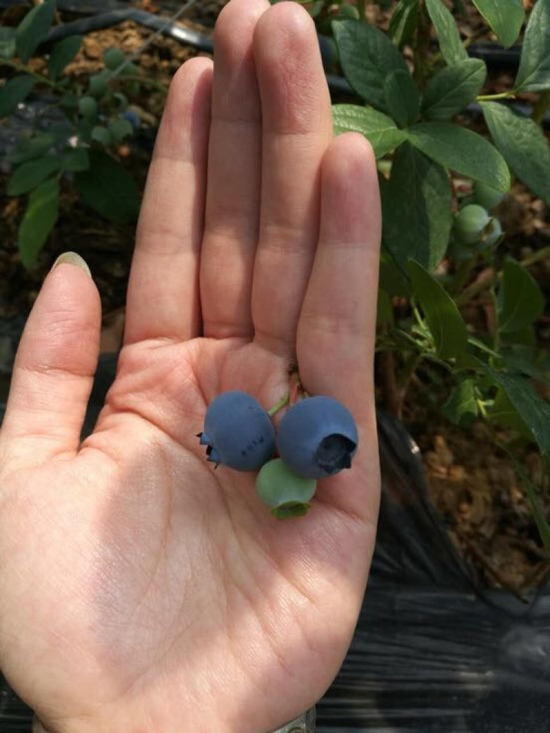蓝莓