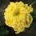 菊花苗各种菊花种苗