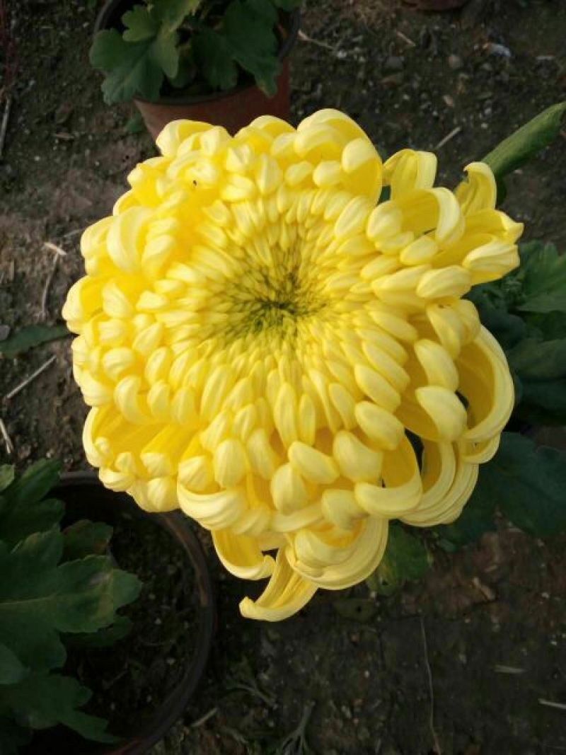 菊花苗各种菊花种苗