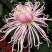 菊花苗各种菊花种苗