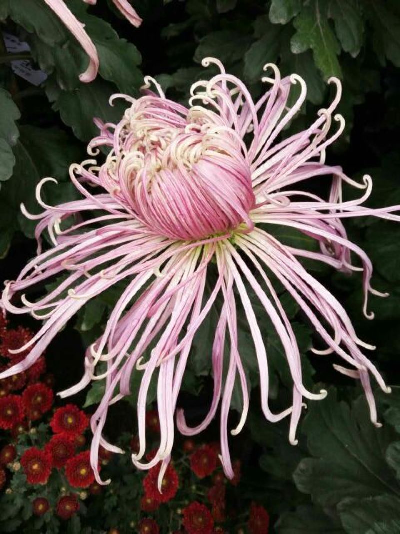 菊花苗各种菊花种苗