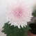 菊花苗各种菊花种苗