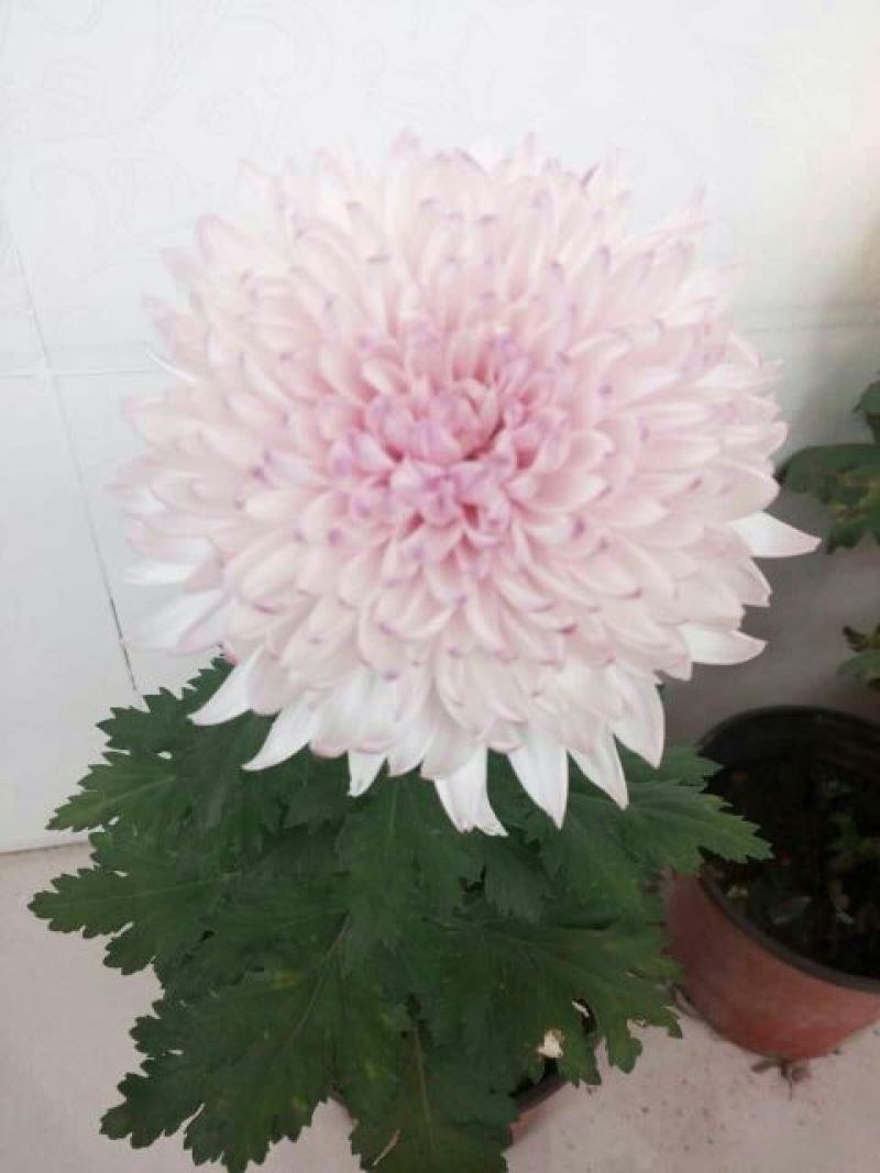 菊花苗各种菊花种苗
