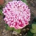 菊花苗各种菊花种苗
