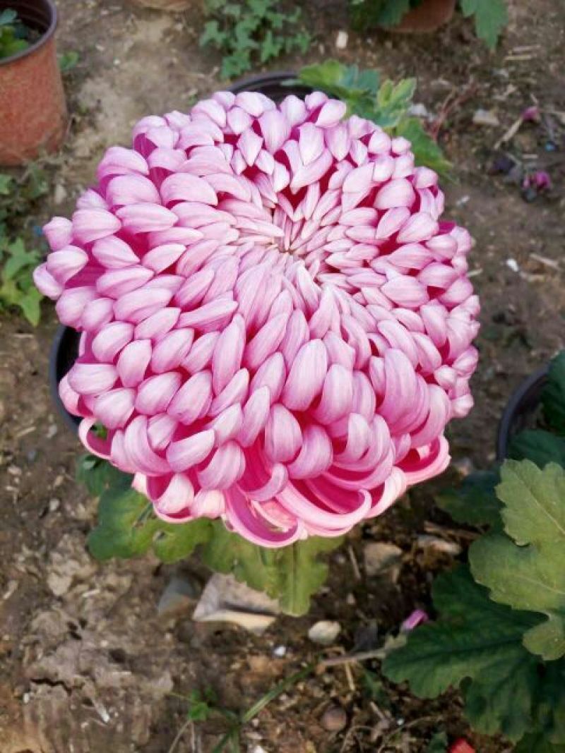 菊花苗各种菊花种苗