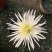 菊花苗各种菊花种苗