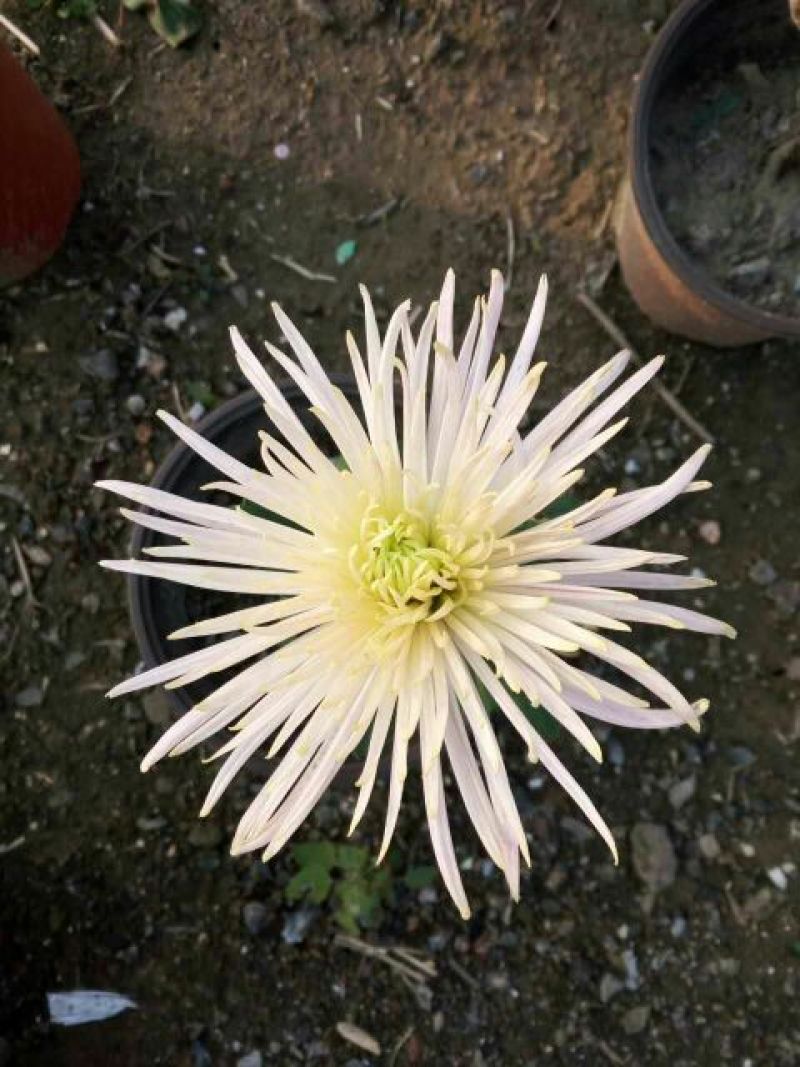 菊花苗各种菊花种苗