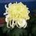 菊花苗各种菊花种苗