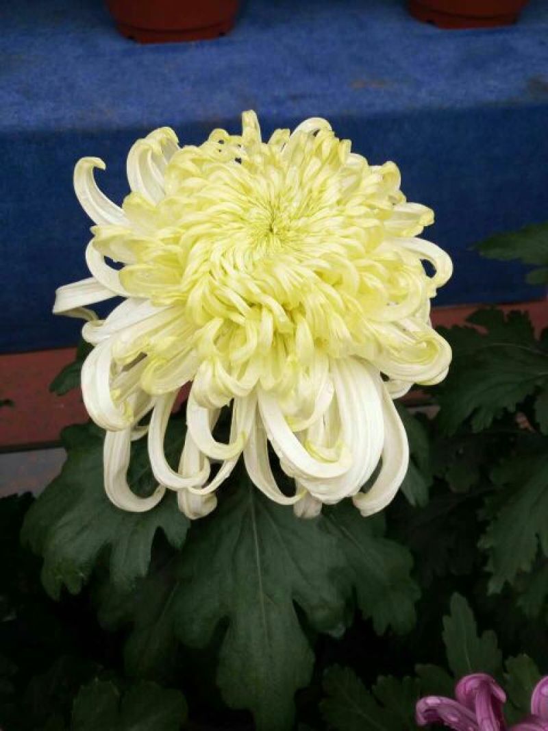 菊花苗各种菊花种苗