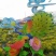 菊花苗各种菊花种苗