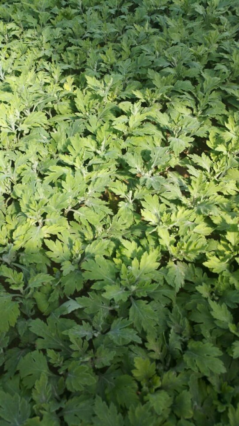 菊花苗各种菊花种苗