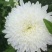菊花苗各种菊花种苗