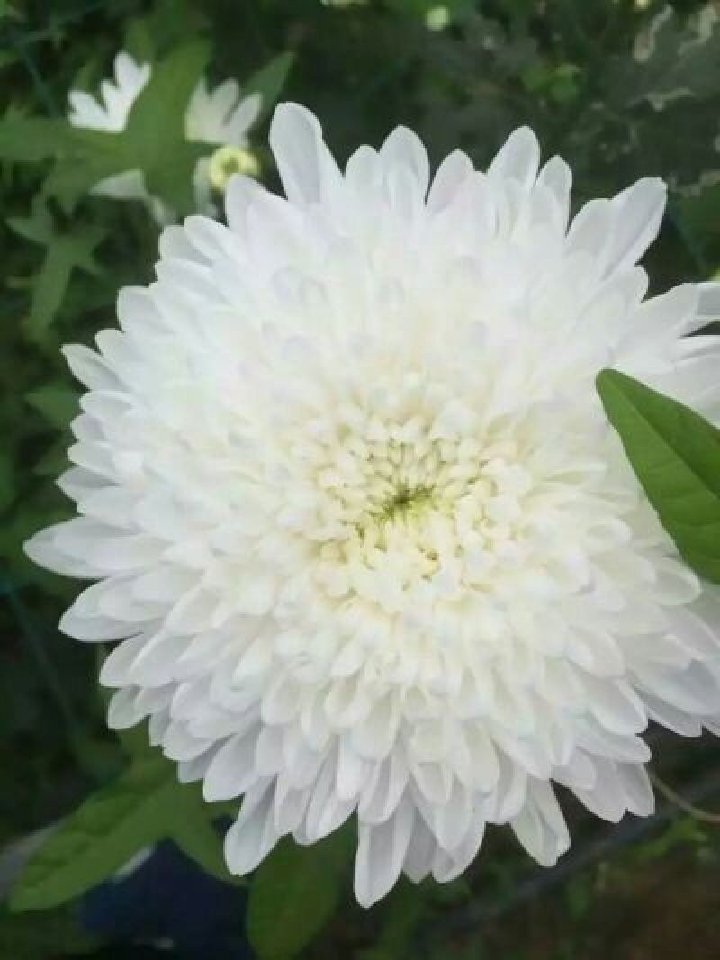 菊花苗各种菊花种苗