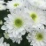 菊花苗各种菊花种苗